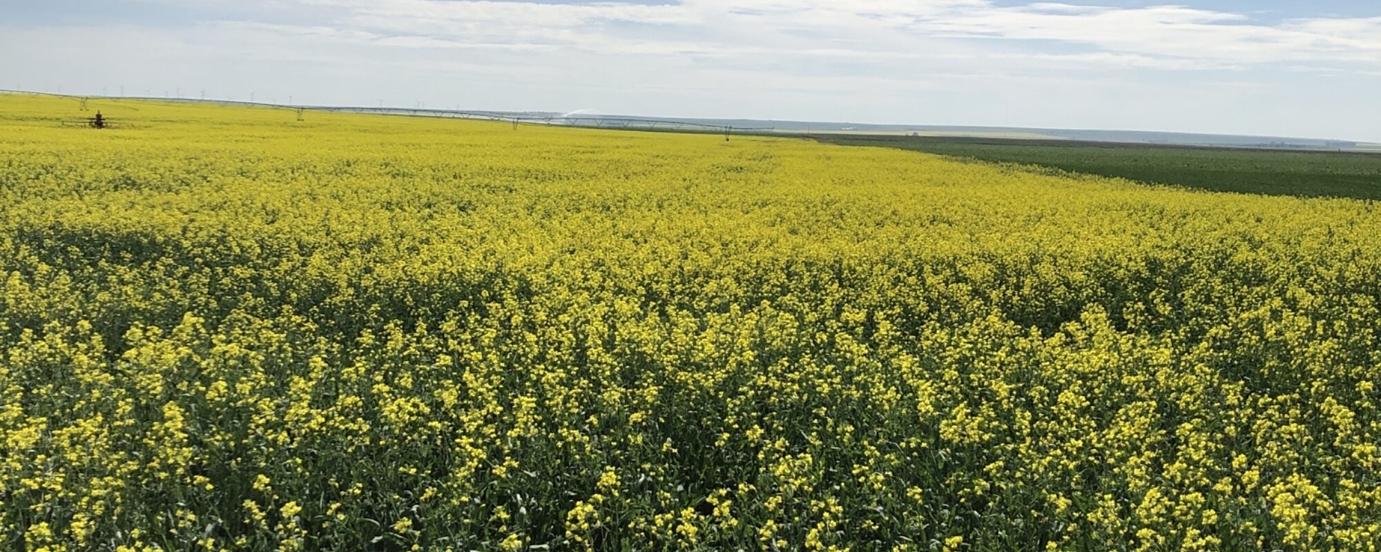 Bio-Optimize Your Yields!