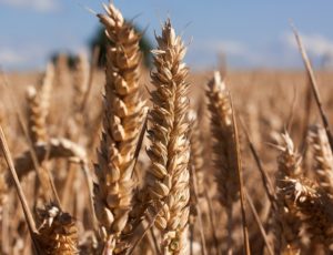 Growth Regulators