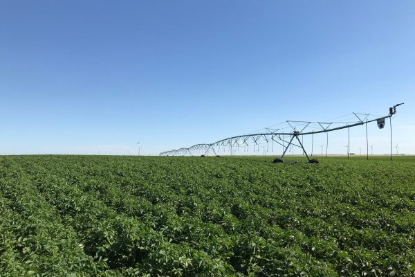Potato pivot
