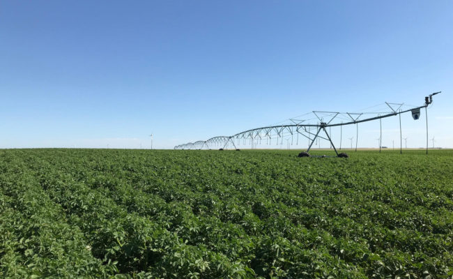 Potato pivot