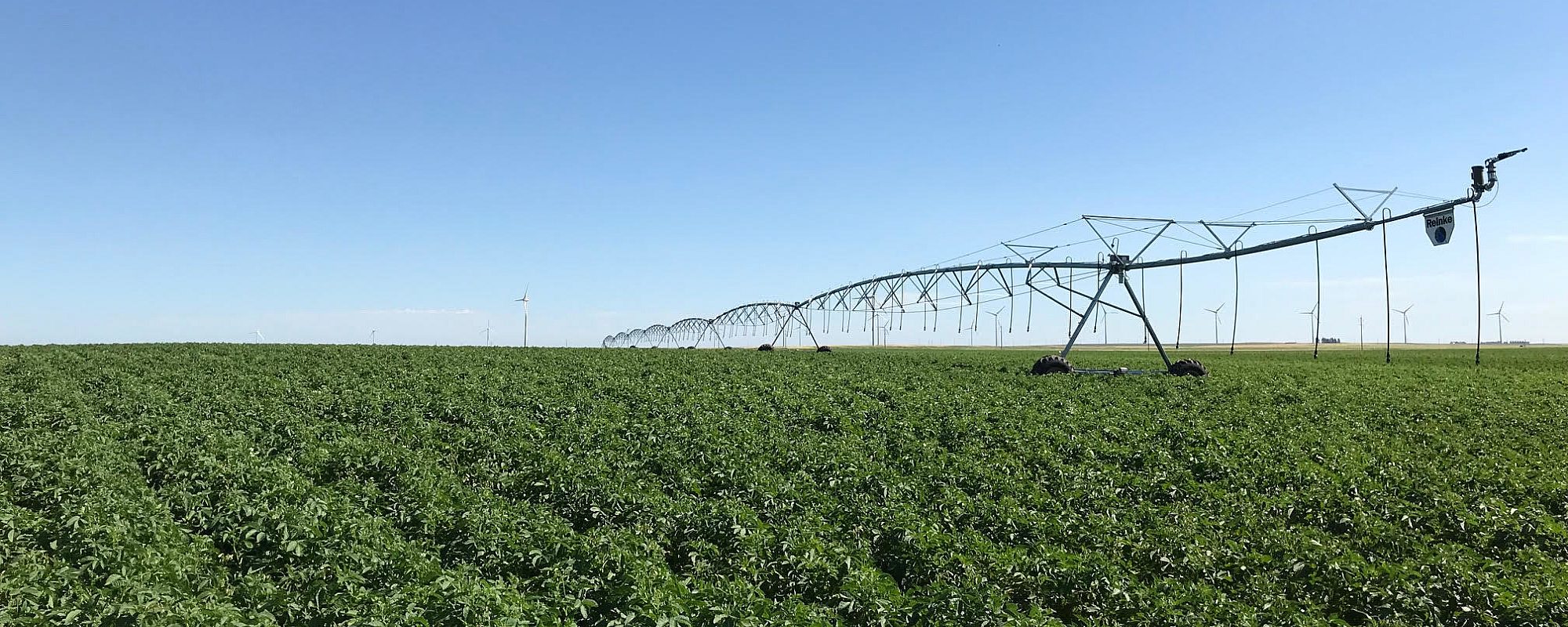 Profitable Potato Farming