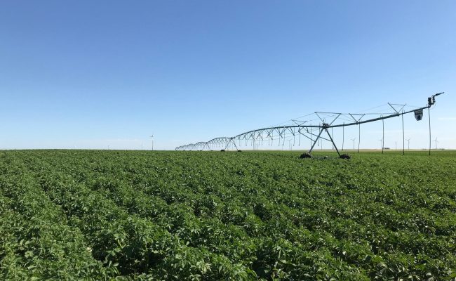 Potato pivot