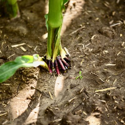 Crop Nutrition & Protection
